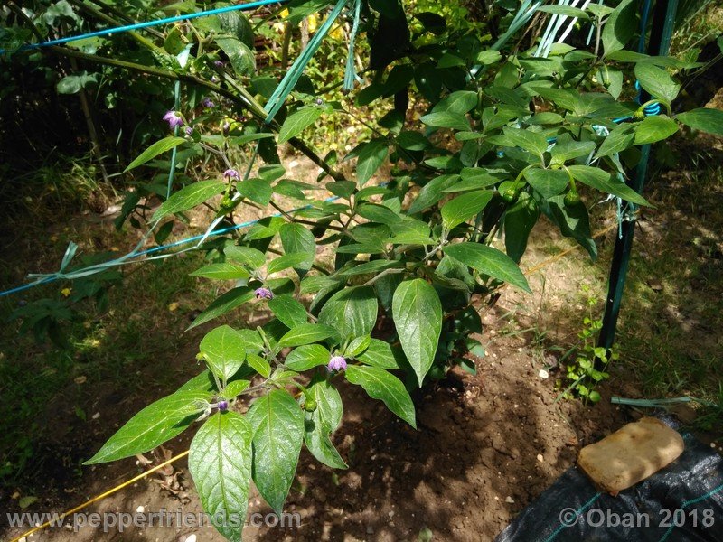 rocoto-chicon_002_pianta_04.jpg