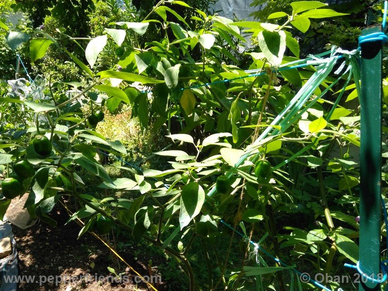 rocoto-chicon_002_pianta_05.jpg