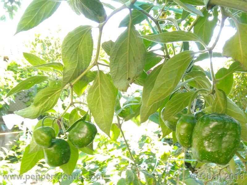 rocoto-chicon_002_pianta_06.jpg