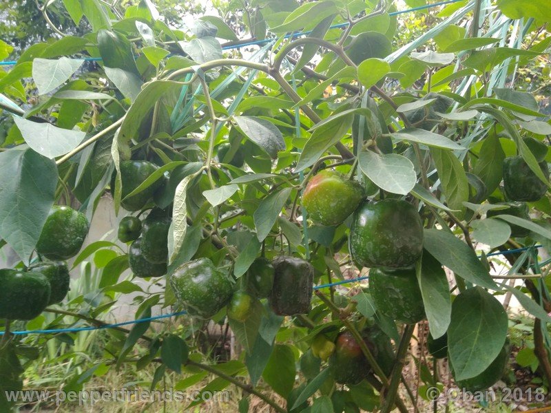 rocoto-chicon_002_pianta_07.jpg
