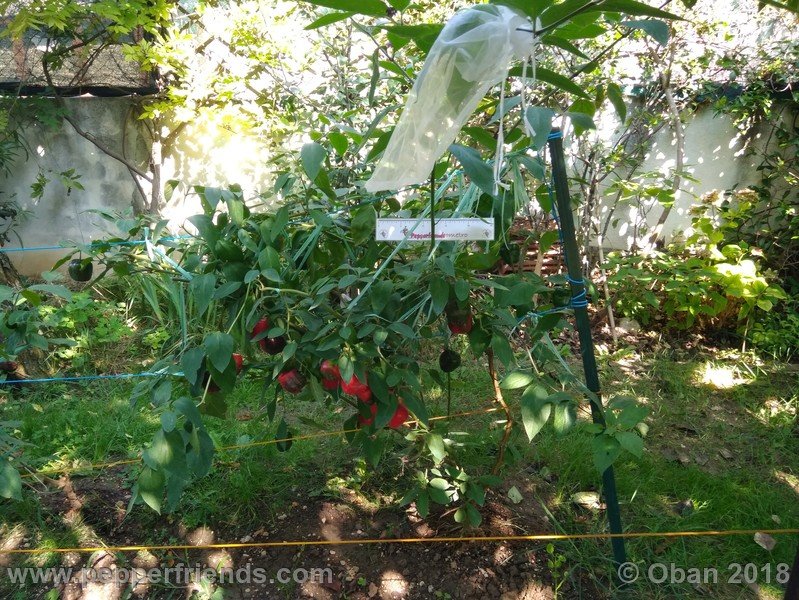 rocoto-chicon_002_pianta_08.jpg