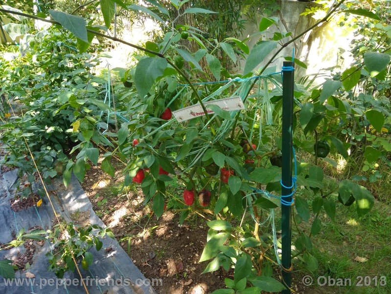 rocoto-chicon_002_pianta_09.jpg