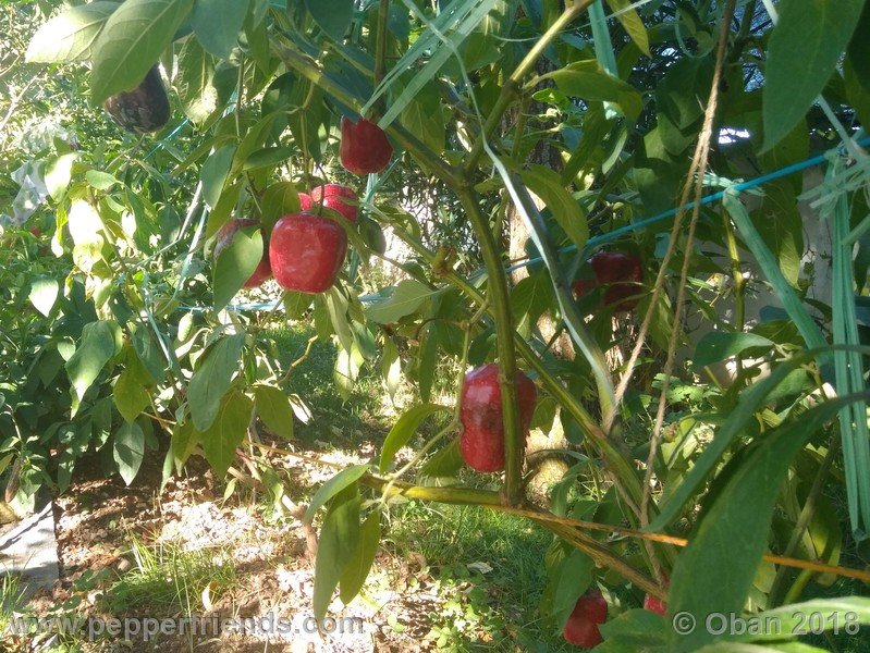 rocoto-chicon_002_pianta_13.jpg