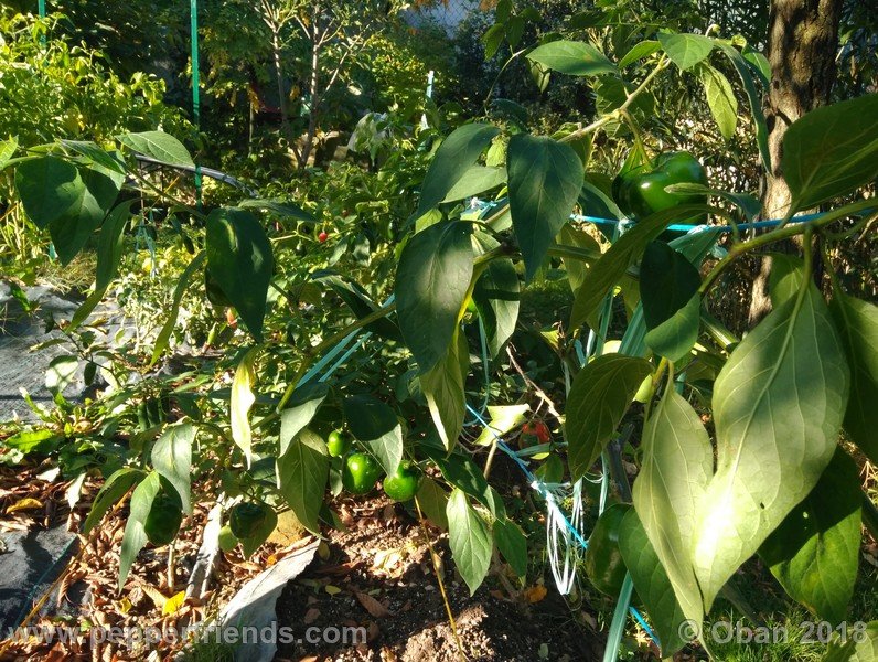 rocoto-chicon_002_pianta_14.jpg