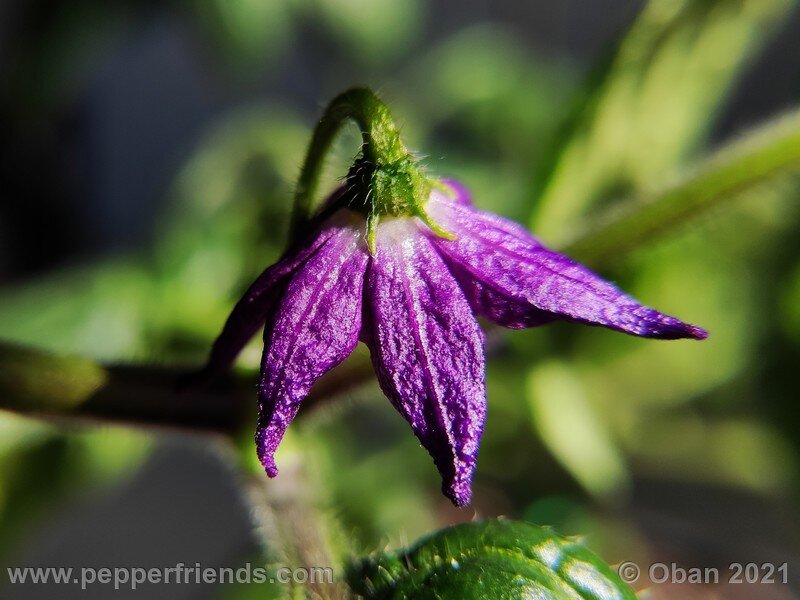 rocoto-cuzco-manzano-amarillo_001_fiore_01.jpg