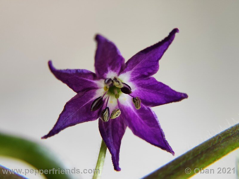 rocoto-cuzco-manzano-amarillo_001_fiore_02.jpg