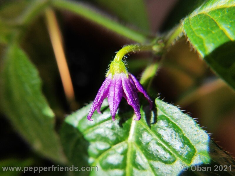 rocoto-cuzco-manzano-amarillo_001_fiore_03.jpg