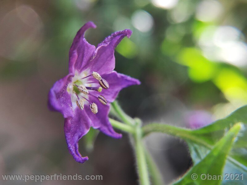 rocoto-cuzco-manzano-amarillo_001_fiore_04.jpg