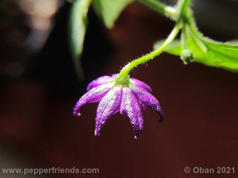 rocoto-cuzco-manzano-amarillo_001_fiore_05.jpg