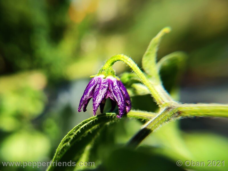 rocoto-cuzco-manzano-amarillo_001_fiore_09.jpg