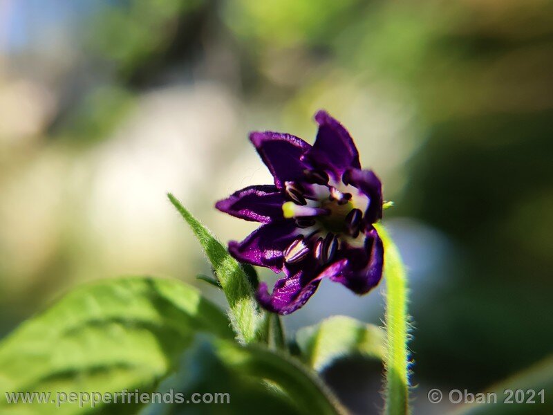 rocoto-cuzco-manzano-amarillo_001_fiore_10.jpg