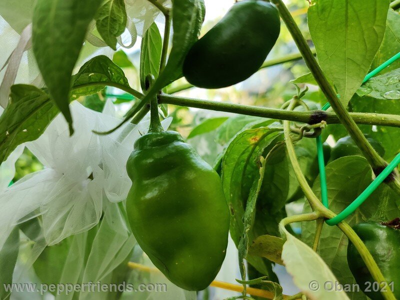 rocoto-cuzco-manzano-amarillo_001_frutto_04.jpg