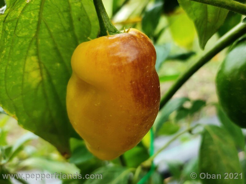 rocoto-cuzco-manzano-amarillo_001_frutto_05.jpg