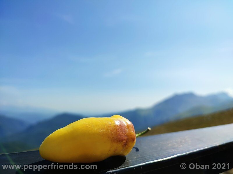 rocoto-cuzco-manzano-amarillo_001_frutto_06.jpg