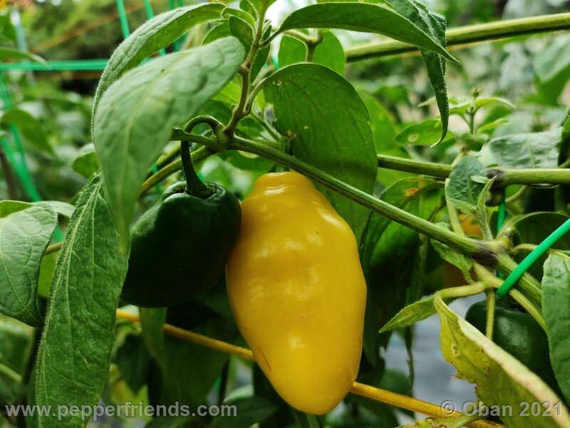 rocoto-cuzco-manzano-amarillo_001_frutto_07.jpg
