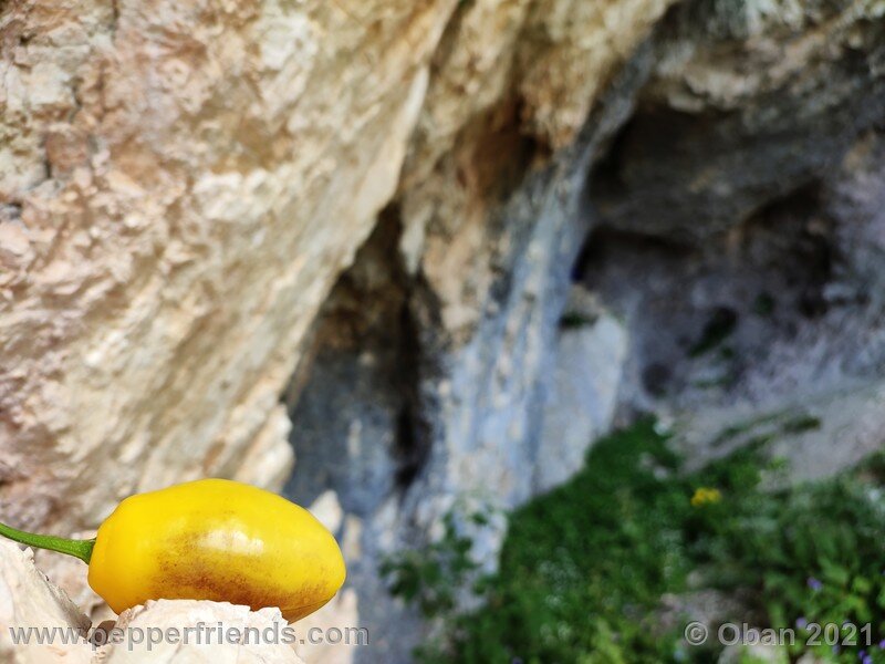rocoto-cuzco-manzano-amarillo_001_frutto_09.jpg