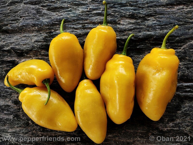 rocoto-cuzco-manzano-amarillo_001_frutto_10.jpg