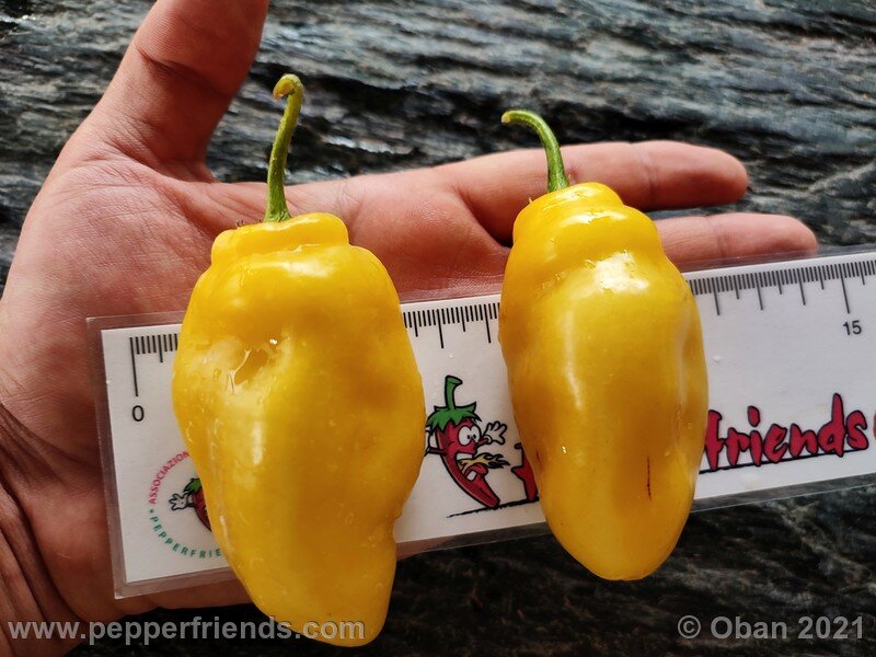 https://www.pepperfriends.org/uploads/rocoto-cuzco-manzano-amarillo/001/rocoto-cuzco-manzano-amarillo_001_frutto_11.jpg