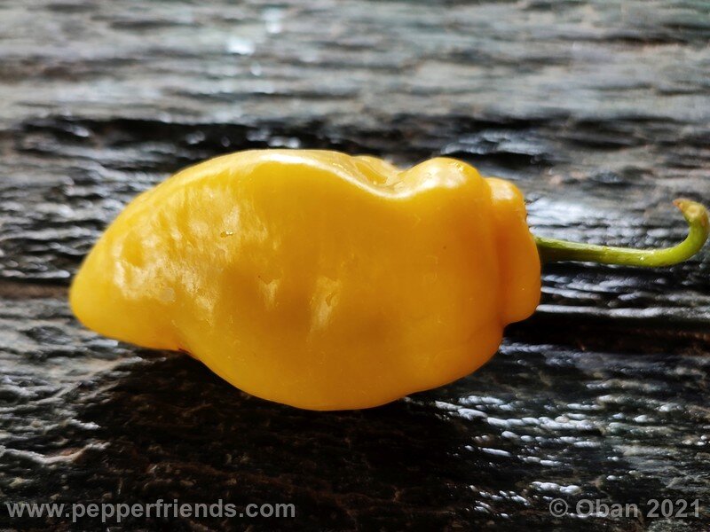 rocoto-cuzco-manzano-amarillo_001_frutto_12.jpg