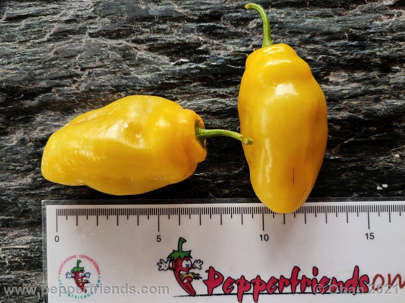 rocoto-cuzco-manzano-amarillo_001_frutto_13.jpg