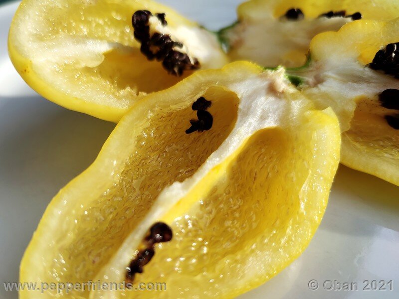 rocoto-cuzco-manzano-amarillo_001_frutto_14.jpg