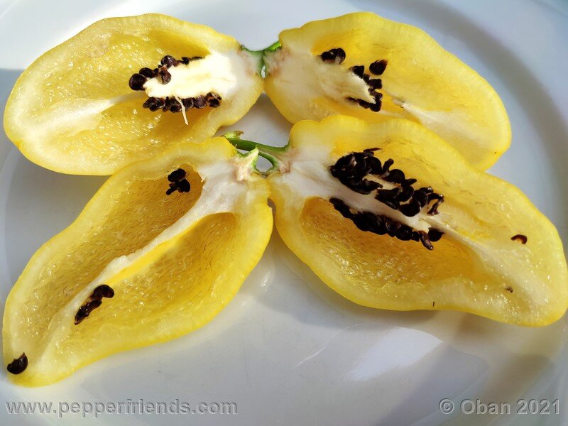 rocoto-cuzco-manzano-amarillo_001_frutto_15.jpg