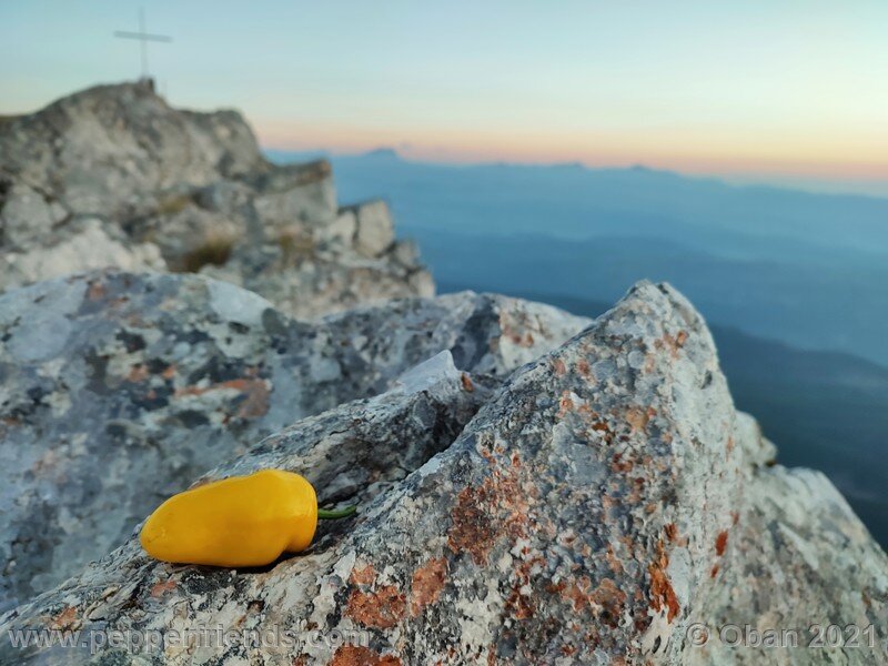 rocoto-cuzco-manzano-amarillo_001_frutto_20.jpg