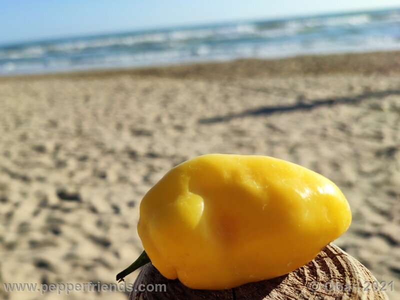 rocoto-cuzco-manzano-amarillo_001_frutto_21.jpg