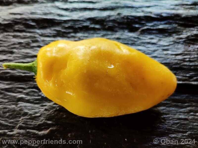 rocoto-cuzco-manzano-amarillo_001_frutto_24.jpg
