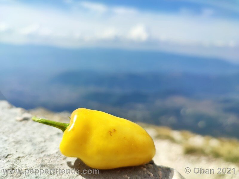 rocoto-cuzco-manzano-amarillo_001_frutto_25.jpg