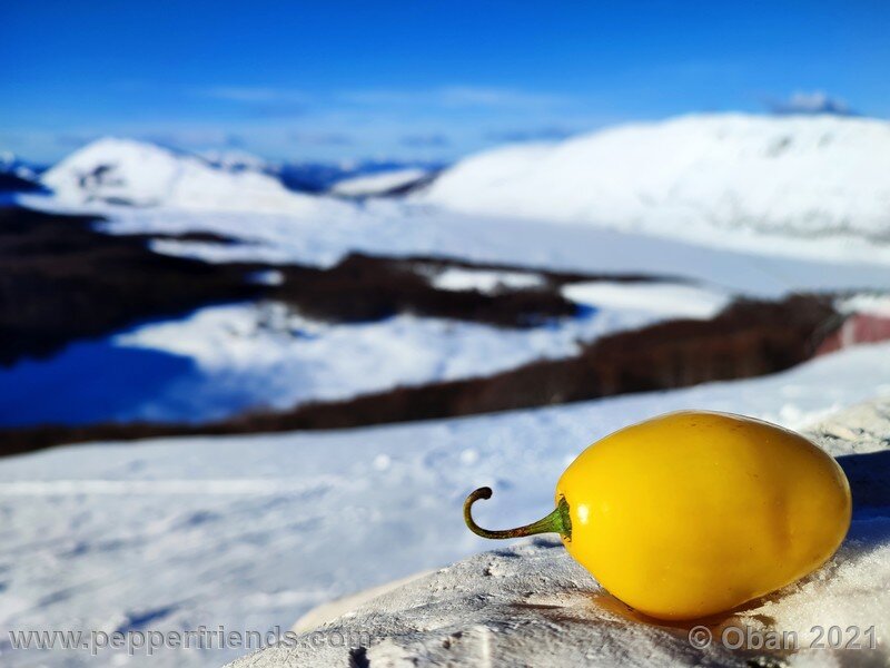 rocoto-cuzco-manzano-amarillo_001_frutto_27.jpg