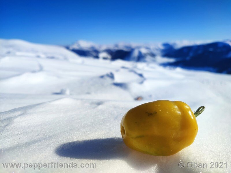 rocoto-cuzco-manzano-amarillo_001_frutto_28.jpg