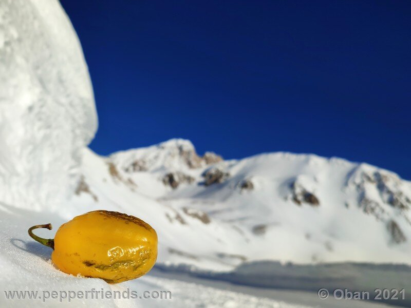 rocoto-cuzco-manzano-amarillo_001_frutto_29.jpg