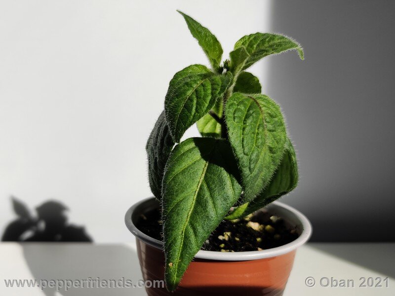 rocoto-cuzco-manzano-amarillo_001_pianta_03.jpg