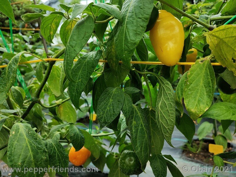 rocoto-cuzco-manzano-amarillo_001_pianta_07.jpg