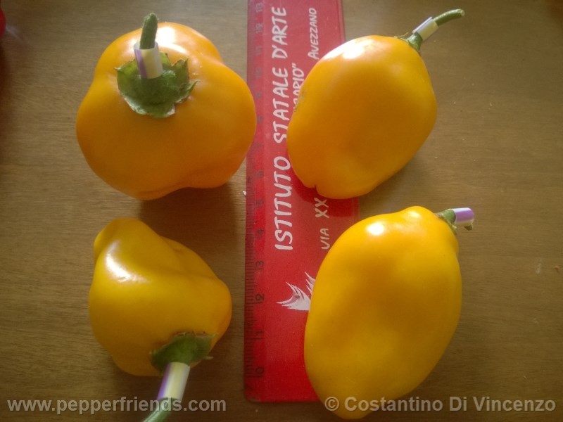 Rocoto de seda