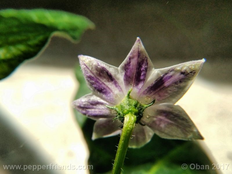 rocoto-manzana_001_fiore_10.jpg