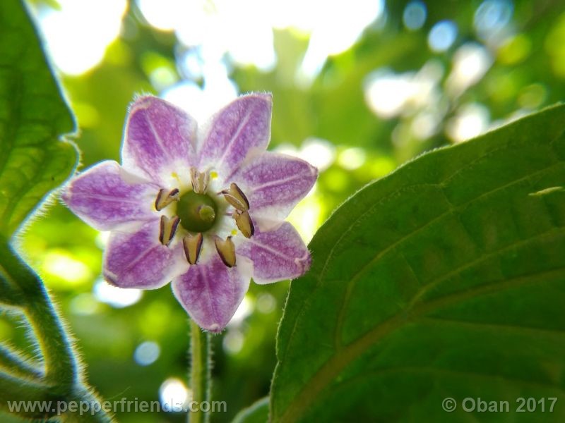 rocoto-manzana_001_fiore_11.jpg