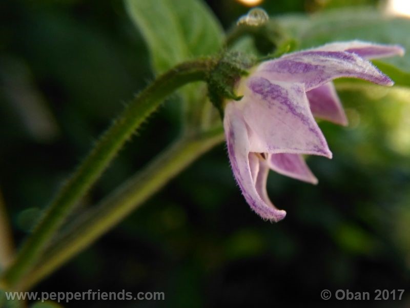 rocoto-manzana_001_fiore_13.jpg