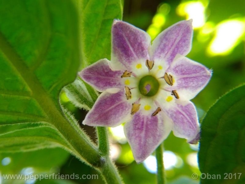 rocoto-manzana_001_fiore_14.jpg