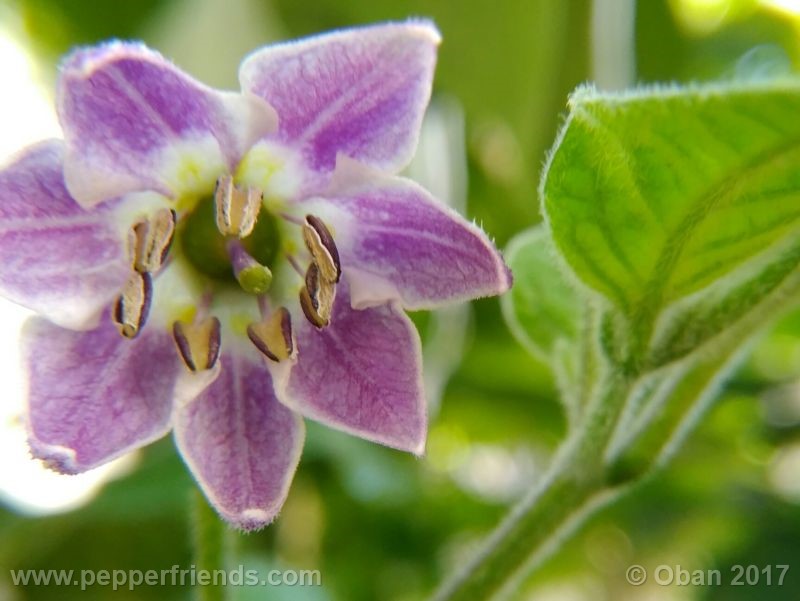 rocoto-manzana_001_fiore_15.jpg