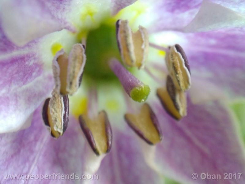 rocoto-manzana_001_fiore_16.jpg