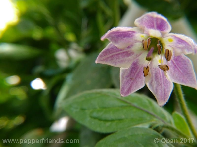 rocoto-manzana_001_fiore_17.jpg