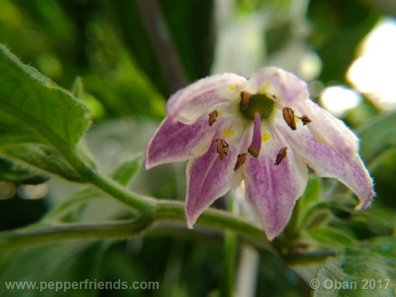 rocoto-manzana_001_fiore_18.jpg