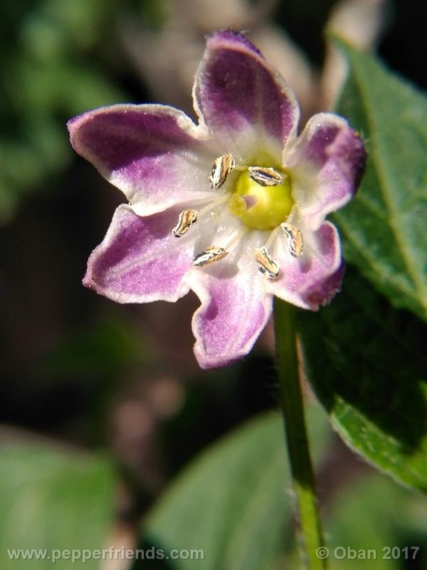 rocoto-manzana_001_fiore_23.jpg