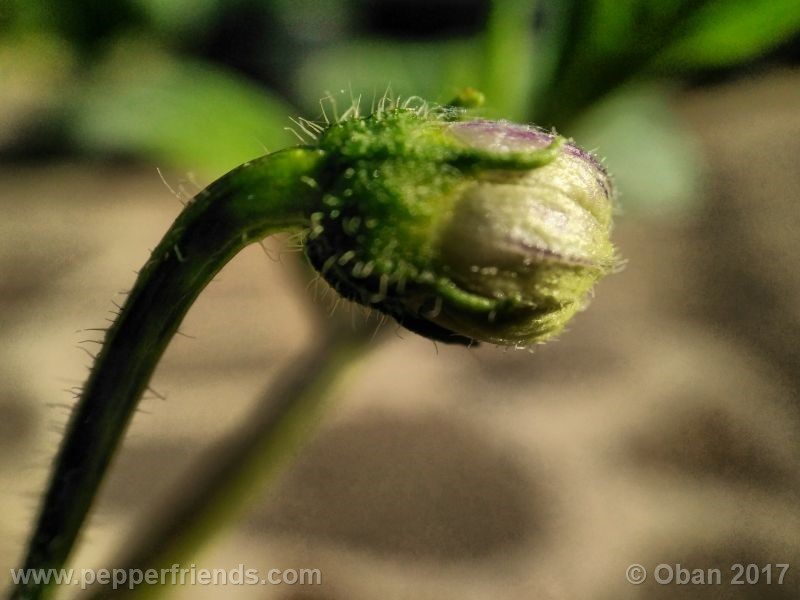 rocoto-manzana_001_fiore_3.jpg