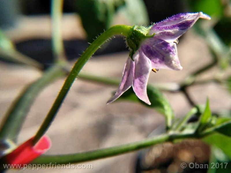 rocoto-manzana_001_fiore_4.jpg