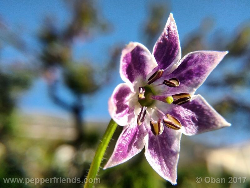 rocoto-manzana_001_fiore_6.jpg