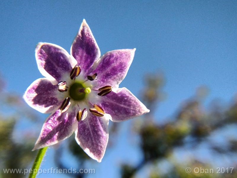 rocoto-manzana_001_fiore_7.jpg