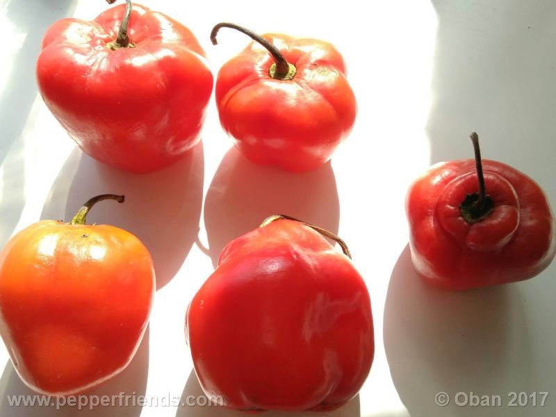 rocoto-manzana_001_frutto_11.jpg